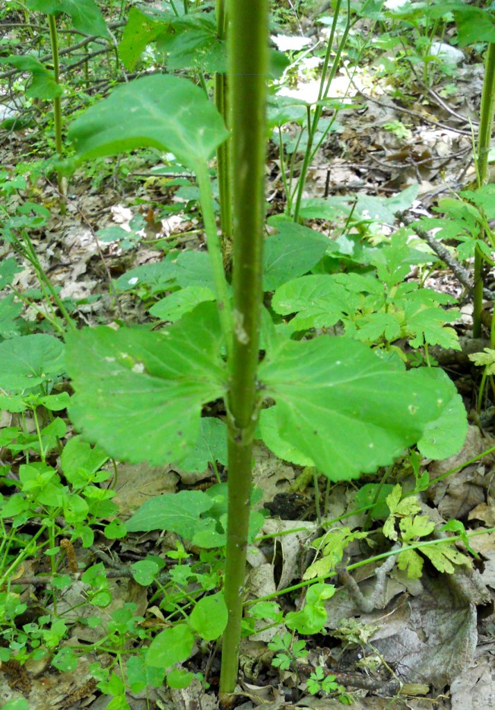 Nel sottobosco - Smyrnium perfoliatum
